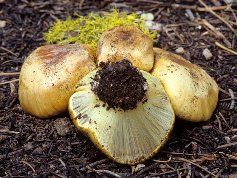 Cortinarius verrucisporus